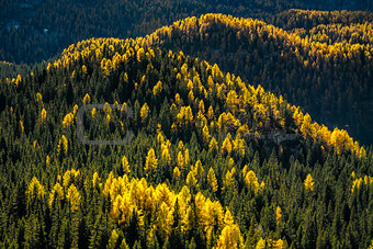 Golden larch trees mixed with green spruce