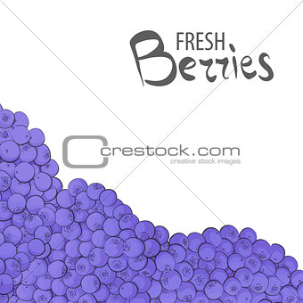 Delicious blueberries on white