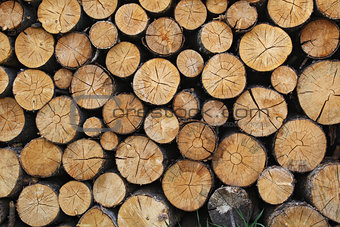 brown chopped fire wood logs in pile