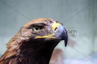 gold eagle hawk wildlife bird image close-up