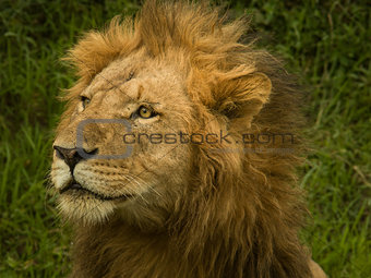 lion hunting during daylight in safari grassland