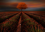 The Little Red tree