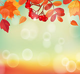 Autumn background with colorful leaves and rowan.
