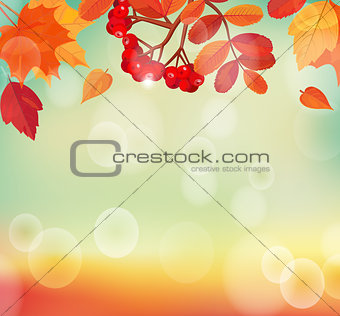 Autumn background with colorful leaves and rowan.