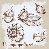 Vector hand drawn garlic set. Vintage retro background with sketched garlics. Kitchen herbs and spices illustration.