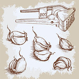 Vector hand drawn garlic set. Vintage retro background with sketched garlics. Kitchen herbs and spices illustration.
