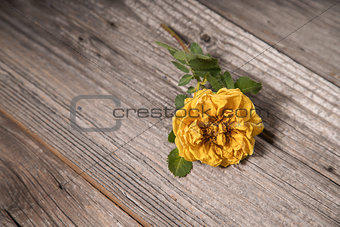 Yellow rose on wooden background 