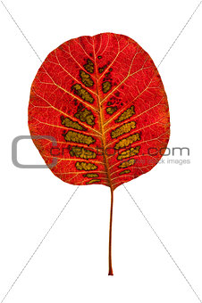Colorful leaf of smoke tree.
