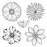 Vector set of hand drawn colorless flowers and leaf branch. Black white illustration isolated on white.