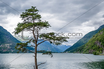 Lonely tree and Norwegian fjord landscape.