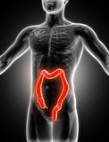 3D medical image showing colon