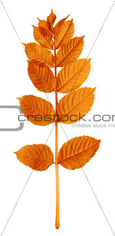 Autumnal sorbus leaves