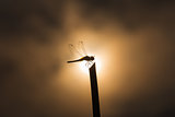 Silhouette dragonfly on stick