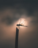Silhouette dragonfly on stick in film style