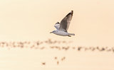 Seagull flying with blurry orange background