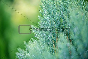 Green leaf of christmas pine tree wet rain drop