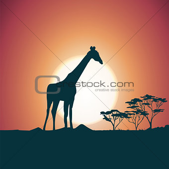Orange evening savanna scenery with giraffe