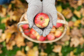 woman with basket of apples at autumn garden