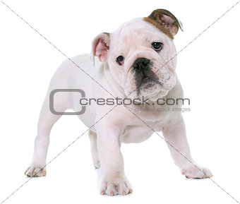puppy english bulldog