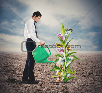 Businessman watering money plant