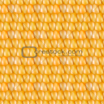 Realistic texture corn, vector illustration.