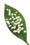Lily of the valley on the white background