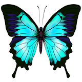 Butterfly vector illustration