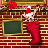 christmas santa claus dog in stockings for xmas