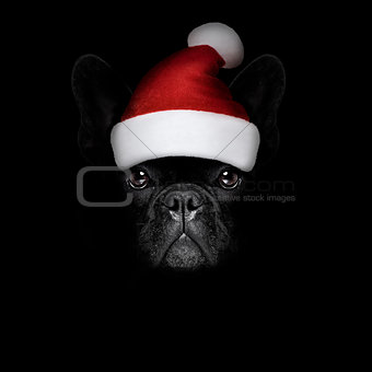 christmasn santa claus  dog on black backgroud