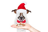 santa claus excited and surprised dog
