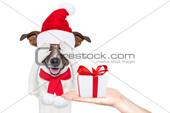 santa claus excited and surprised dog
