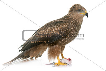 Common buzzard in studio