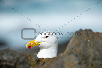 Portrait of a Seagull