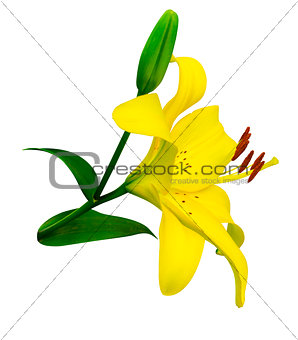 lily flowers isolated. lily flowers. lily flowers isolated on wh