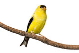 american goldfinch at rest on pine branch