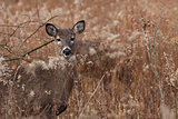 deer posing in the woodlands