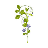 Bindweed Wild Flower Hand Drawn Detailed Illustration