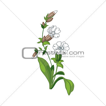 White Marigold Wild Flower Hand Drawn Detailed Illustration