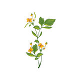 Celandine Wild Flower Hand Drawn Detailed Illustration