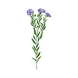 Flax Wild Flower Hand Drawn Detailed Illustration