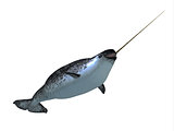 Narwhal Male Whale