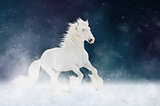 White Shire horse stallion runs gallop over star sky background
