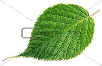 Green raspberry leaf isolated on white