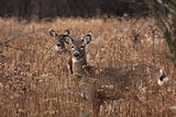 Deer posing in the woodlands