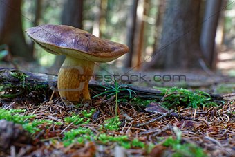 Imleria badia mushroom