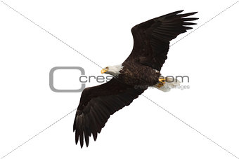spread wing bald eagle soars across the sky isolated on white