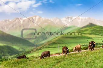 cows grazing in mountains
