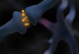 neurotransmitter synapse and neuron cells sending electrical signals 3d illustration