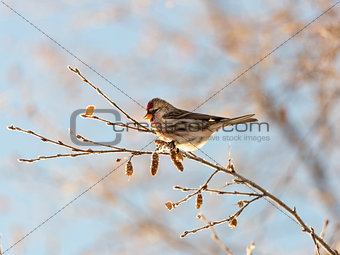 Common Redpoll Sitting on a Birch Branch