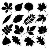 Vector set of black silhouettes of leaves on white background.